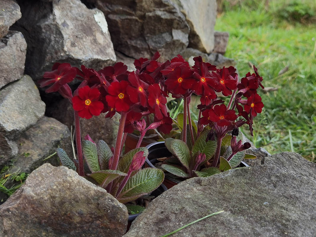 Primula x juliae 'Fireflies'